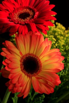 red and yellow.jpg