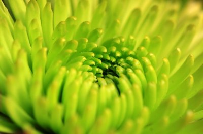chrysanthemum green.jpg