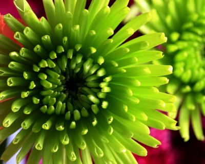 chrysanthemum green 1.jpg