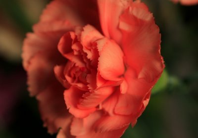 carnation.jpg