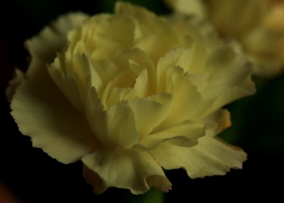 carnation yellow.jpg