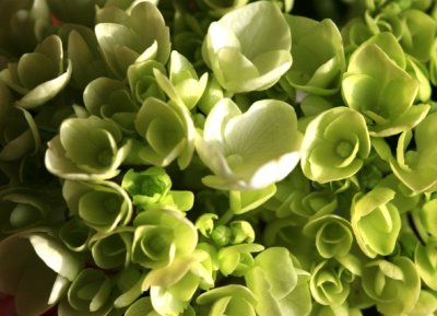 Hydrangea.jpg