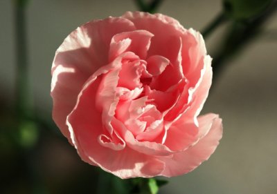 carnation pink.jpg