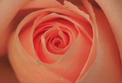 pink 1.jpg