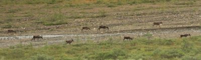 caribous down the gravel bed