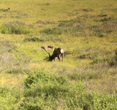 caribou 01 next to the road