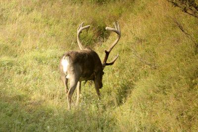 caribou 02 next to the road