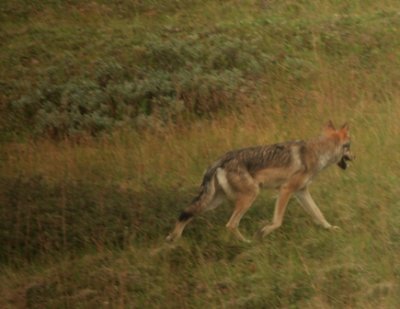lonely wolf