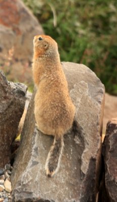 squirrel