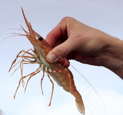 alaska shrimp