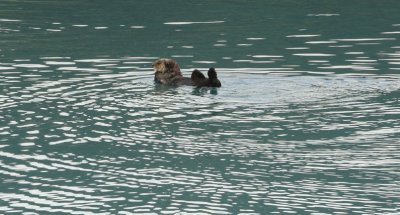 sea otter