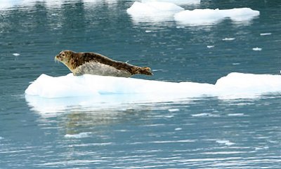 seal on floating ice