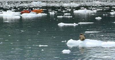 kayakers and seal