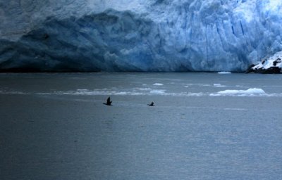 kenai glacier 04
