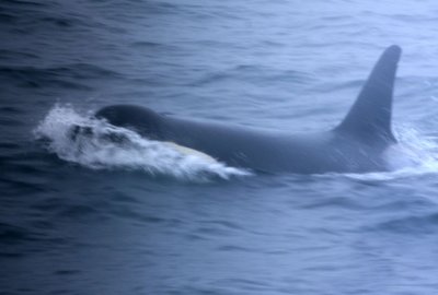 orca