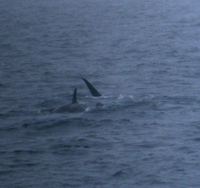 orcas