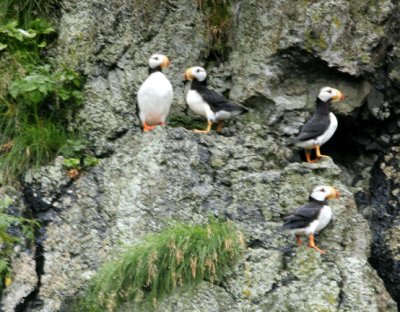 4 puffins