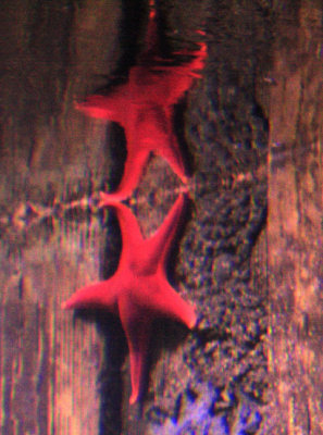 starfish