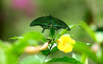 butterfly garden 2.jpg