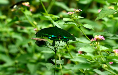 butterfly garden 3.jpg