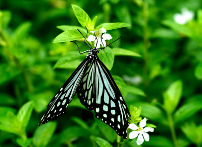 butterfly garden 4.jpg
