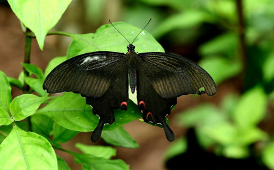 butterfly garden 5.jpg