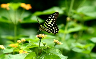 butterfly garden 6.jpg