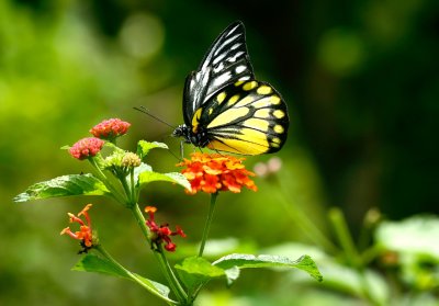 butterfly garden 7.jpg
