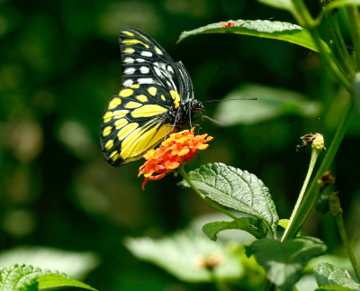 butterfly garden 8.jpg