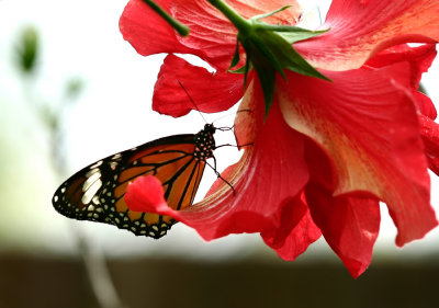 butterfly garden 9.jpg