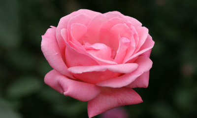 botanic park 4.jpg