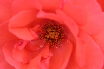 botanic park 5.jpg