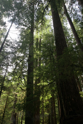 sol duc trail 2.jpg