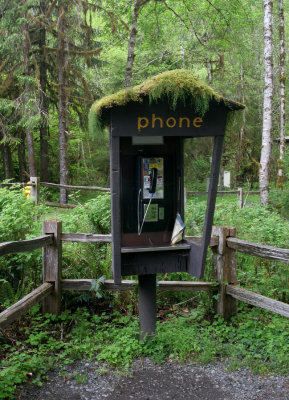 phone booth in rain forest.jpg