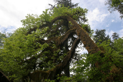 rain forest 1.jpg