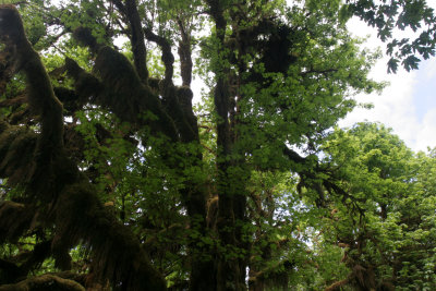 rain forest 2.jpg