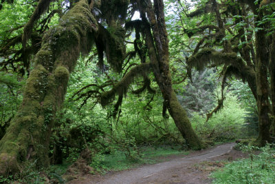 rain forest 3.jpg
