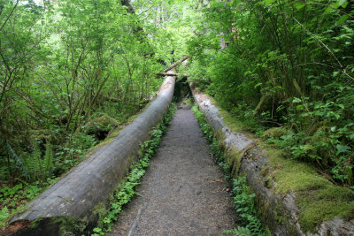 trail.jpg