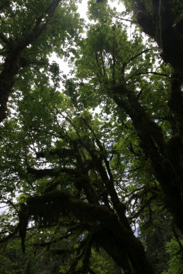 rain forest 4.jpg