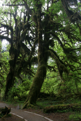 rain forest 5.jpg