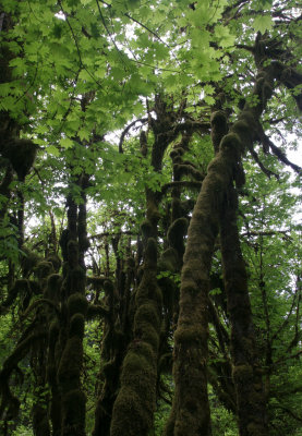 rain forest 6.jpg