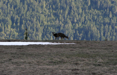black tail deers.jpg
