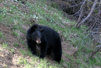 black bear.jpg