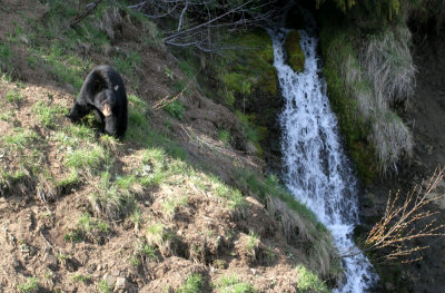 black bear 1.jpg