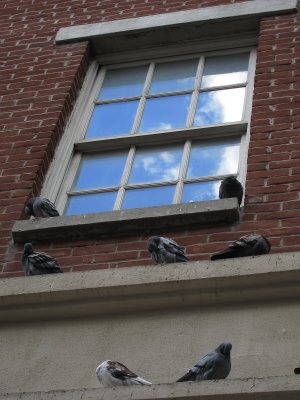 Pigeons - Greenwich VIllage