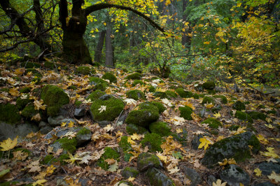 Moss  Rocks Near Fern Spring