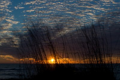 Sunset  Reeds