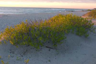 Golden Light on the Scrub