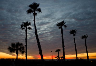 Palm Trees  Sunset.jpg