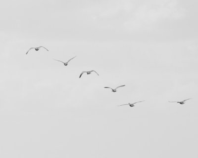 In Flight, Black and White